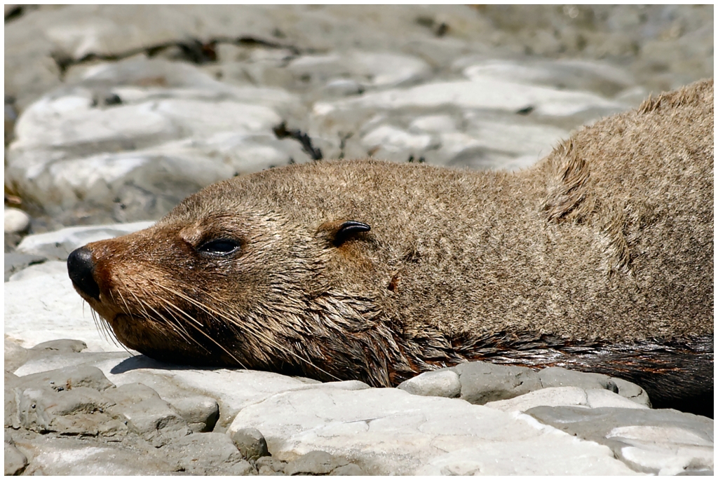 14 - Kaikoura (10).jpg